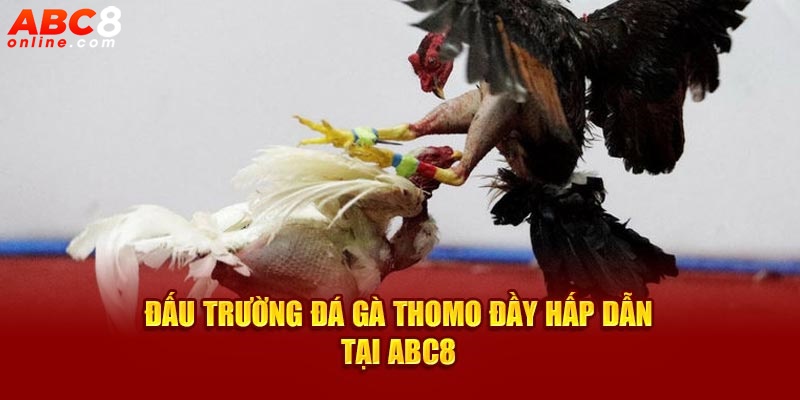 Đấu trường đá gà thomo đầy hấp dẫn tại ABC8
