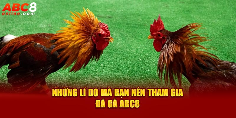 Những lí do mà bạn nên tham gia đá gà ABC8