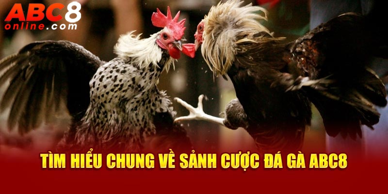 Tìm hiểu chung về sảnh cược đá gà ABC8
