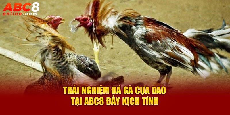 Trải nghiệm đá gà cựa dao tại ABC8 đầy kịch tính